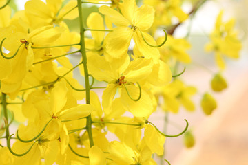 Wall Mural - bunch of yellow golden shower cassia fistula / indian laburnum state flower of kerala south india. t