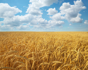 Wall Mural - Meadow of wheat.