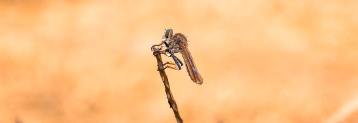 robberfly