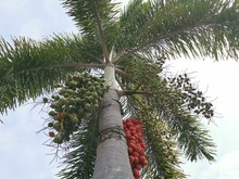 Arecaceae Palm