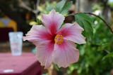 Fototapeta  - Pink flower