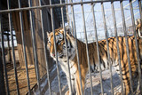 Fototapeta  - Amur tiger in captivity. A large beautiful Amur tiger walks along the cage and growls.