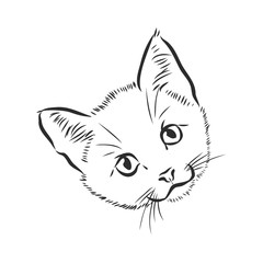 portrait of a cat, domestic cat, vector illustration of a sketch