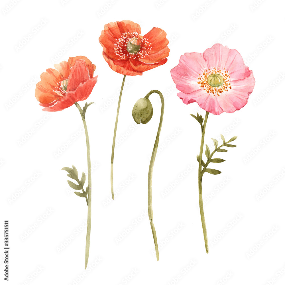 Beautiful watercolor floral set with red and pink poppy flowers. Stock illustration. - obrazy, fototapety, plakaty 