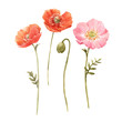 Beautiful watercolor floral set with red and pink poppy flowers. Stock illustration.