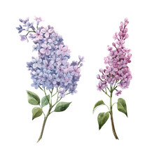 Beautiful Watercolor Floral Set With Pink Lilac Flowers. Stock Illustration.