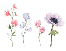 Beautiful Watercolor Floral Set With Anemone And Sweet Pea Flowers. Stock Illustration.