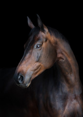 Portrait of a bay horse