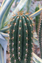 Part Of Green Cactus Spikes In Pot With Long Thorn, Detail Of Large Cactus Plant Showing Needles And Deep Ribs. Macro Close-up Thor Of Cactus With Macro And Select Focus. Vertical Photo