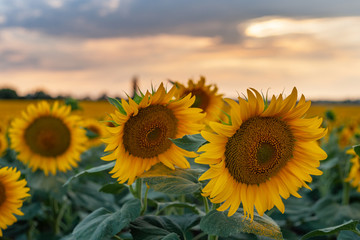 Wall Mural - Sunflowers on summer farming landscape