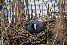 Coot Brooding In Its Nest, Damme, Belgium