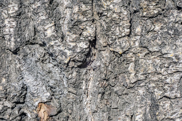 tree bark close-up background texture. cracks old brown for design