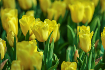 Wall Mural - Beautiful tulip flowers with blured background in the garden. Yellow tulip flowers. Selective focus.