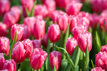 Wall Mural - Beautiful tulip flowers with blured background in the garden. Pink tulip flowers.