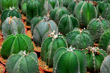 Green Cactus or call Astrophytum myriostigma at Cactus farm - Floral backdrop and beautiful detail – Nature background