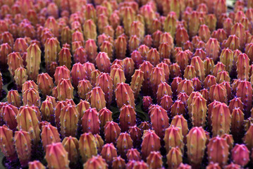 Violet Cactus plant Texture at cactus farm or call Pilosocereus is a genus of cactus. Houseplant gardening backdrop and beautiful detail