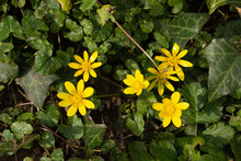 Yellow Celandine Flowers With Ivy Leaves