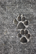 Dog Paw Prints In Concrete