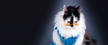 Portrait Of Sad, Black White Cat In Knitted Winter Sweater And Glasses On Gray Background, Panoramic Mock-up With Space For Text