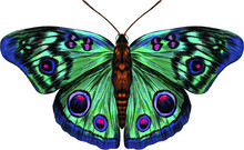 Butterfly Peacock Eye Green Pink Blue Turquoise Fabulous Barcode Beautiful Vector Illustration