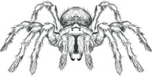 Tarantula Spider Black And White Vector Black And White Coloring Sketch Scary Halloween