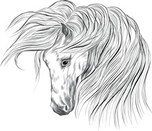 Black White Horse Head Coloring Sketch Vector Illustration