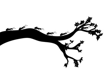 Wall Mural - Vector silhouette of branch with ants on white background. Symbol of nature.