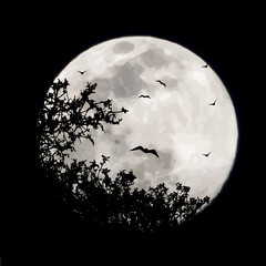 vector silhouette of branch with flying bats on moon background. symbol of night.