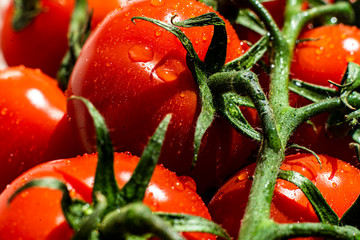 Wall Mural - macro view of cherry  red tomato on the branch with water drops on them, raw fresh nutrition