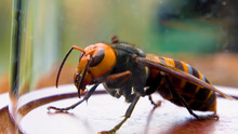 Close Up Of Giant Hornet Vespa Mandarinia Japonica