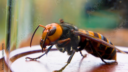 Cuadros en Lienzo Close up of giant hornet Vespa mandarinia japonica