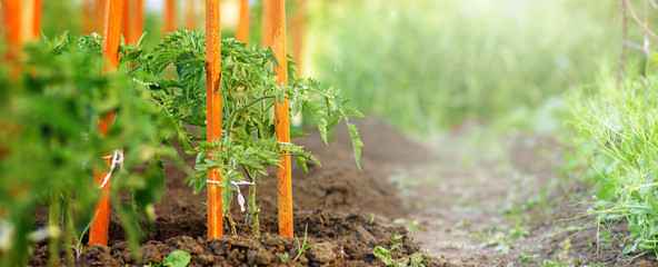 Wall Mural - Green Seedlings Tomatoes Growth in summer in garden on garden bed closeup. Cultivation of vegetables, agriculture. Gardening in the summer house in the spring and summer season. Panoramic banner.