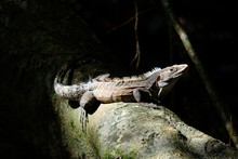 Lizard On A Tree Branch At Night In Costa Rica, Corcovado National Park