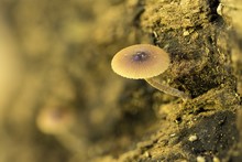 Tubaria Furfuracea, Scurfy Twiglet Fungus, Malta, Mediterranean,