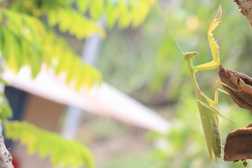 Green praying mantis or Mantis religiosa on tree.