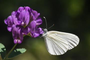 Wall Mural - Beautiful white butterfly on purple flower. The Wood White butterfly, Leptidea sinapis