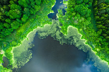 Flying Above Blooming Algae On The Lake In Summer