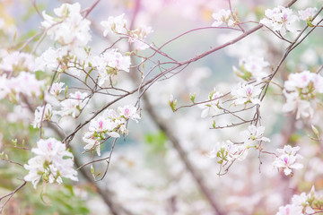 Wall Mural - Blooming white orchid tree in summer.