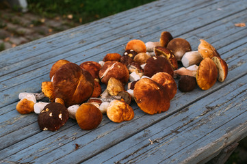 Porcini mushrooms on the table