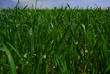 © olgatroy1 - spring grass in the field and blue sky