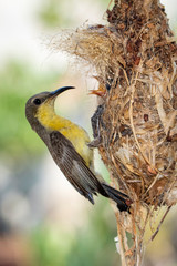 Wall Mural - Image of Purple Sunbird (Female) feeding baby bird in the bird's nest on nature background. (Cinnyris asiaticus). Bird. Animals.