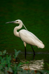 Image of little egret (Egretta garzetta) looking for food in the swamp on nature background. Bird. Animals.