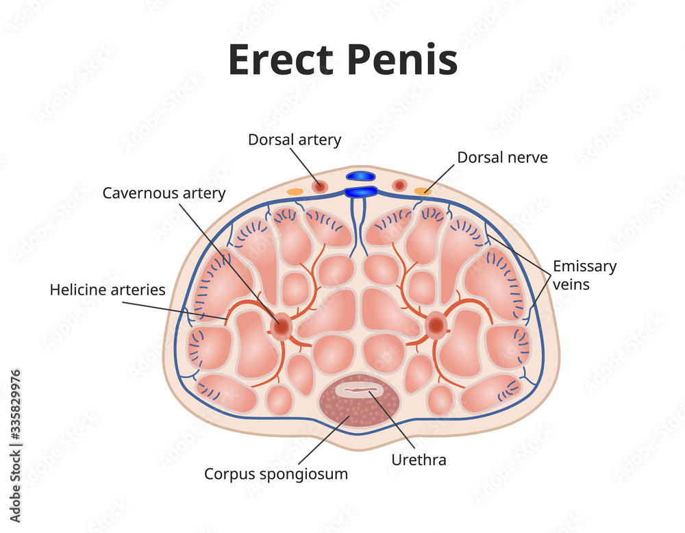 Erect penis anatomy. Illustration of male erection physiology Stock