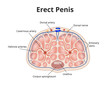 Erect penis anatomy. Illustration of male erection physiology