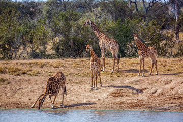 group of giraffes on lake side in kruger national park, south africa ; specie giraffa camelopardalis