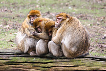 Barbary Macaques (Berberaffe) Macaca Sylvanus Family