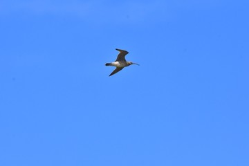 Canvas Print - Eastern Curlew