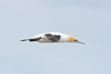 Canvas Print - Australasian Gannet flying