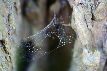spider web with dew drops