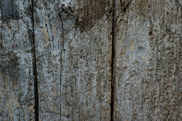 Canvas Print - old wood texture